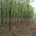 柳树10~12cm10~12cm3~3.5米