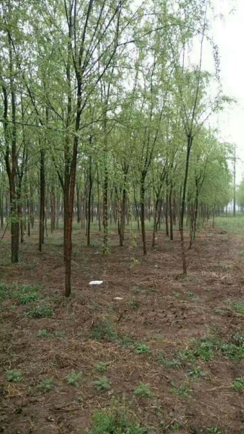 柳树10~12cm10~12cm3~3.5米