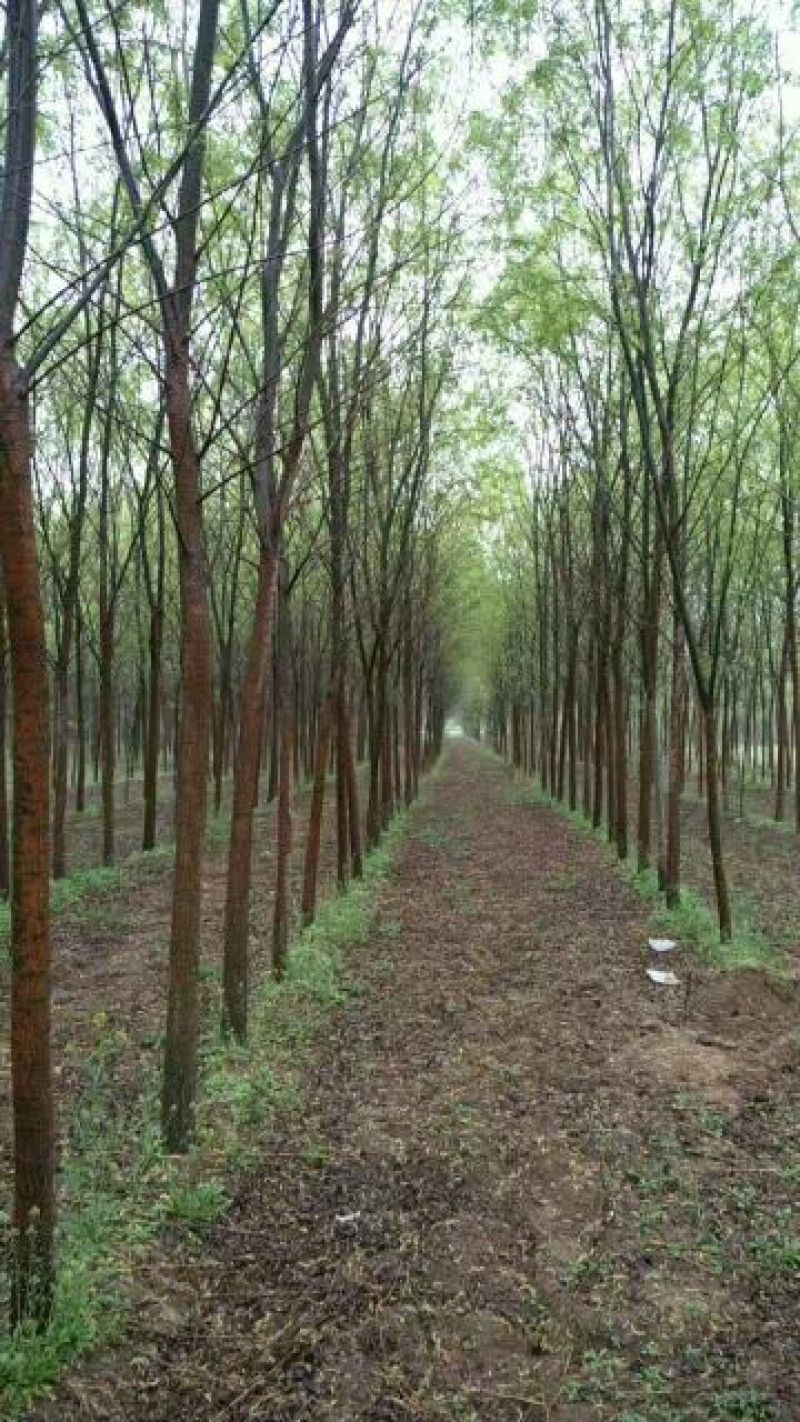 柳树10~12cm10~12cm3~3.5米