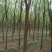 柳树10~12cm10~12cm3~3.5米