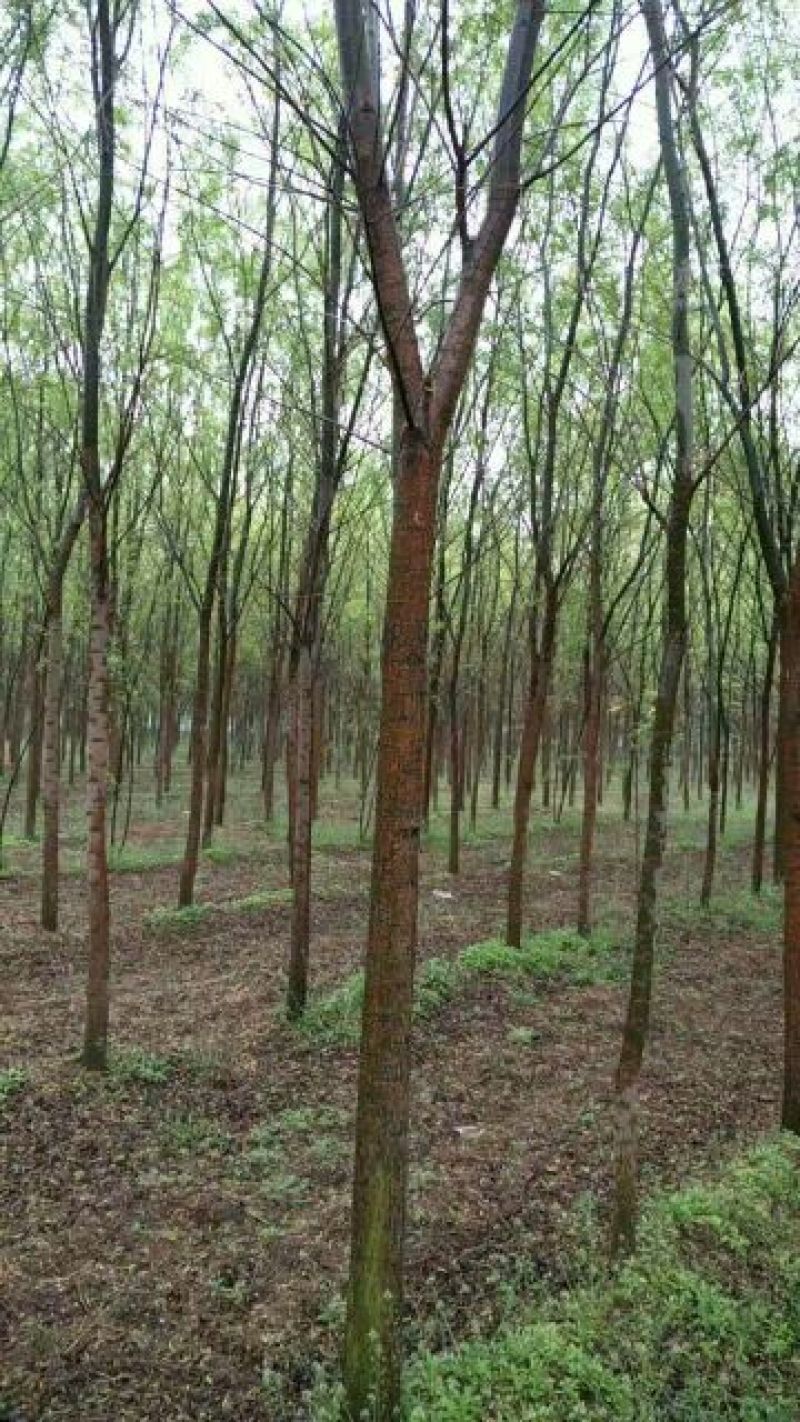 柳树10~12cm10~12cm3~3.5米