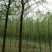 柳树10~12cm10~12cm3~3.5米