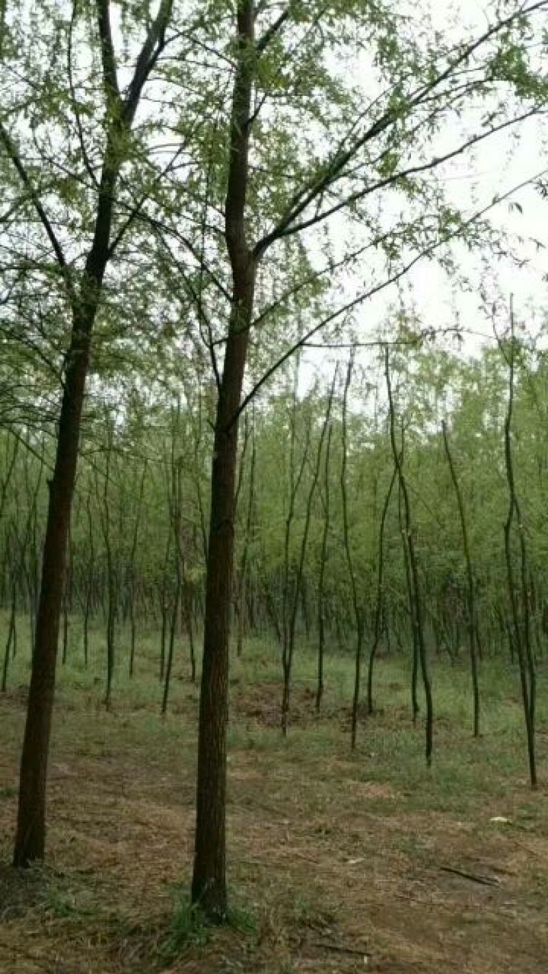 柳树10~12cm10~12cm3~3.5米