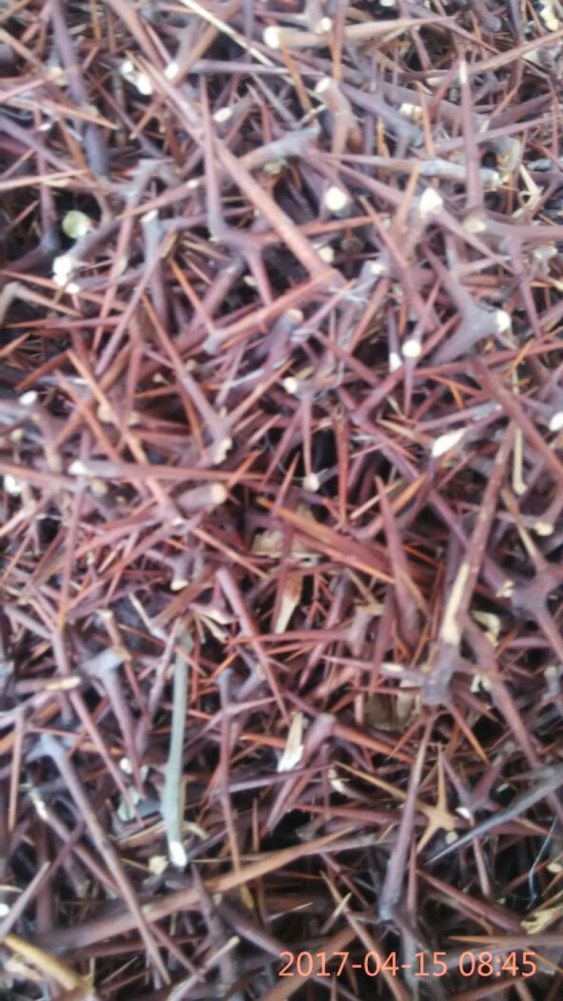 皂角刺3级