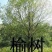 榆树2~4cm4~6cm0.5~1m