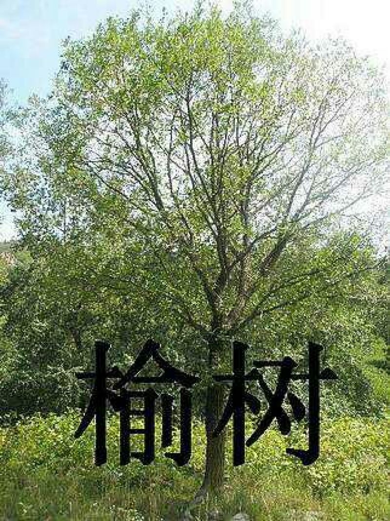 榆树2~4cm4~6cm0.5~1m