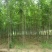 榆树2~4cm4~6cm0.5~1m
