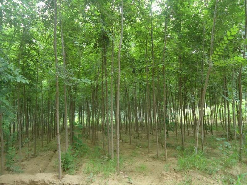 榆树2~4cm4~6cm0.5~1m