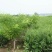 榆树2~4cm4~6cm0.5~1m