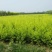 榆树2~4cm4~6cm0.5~1m