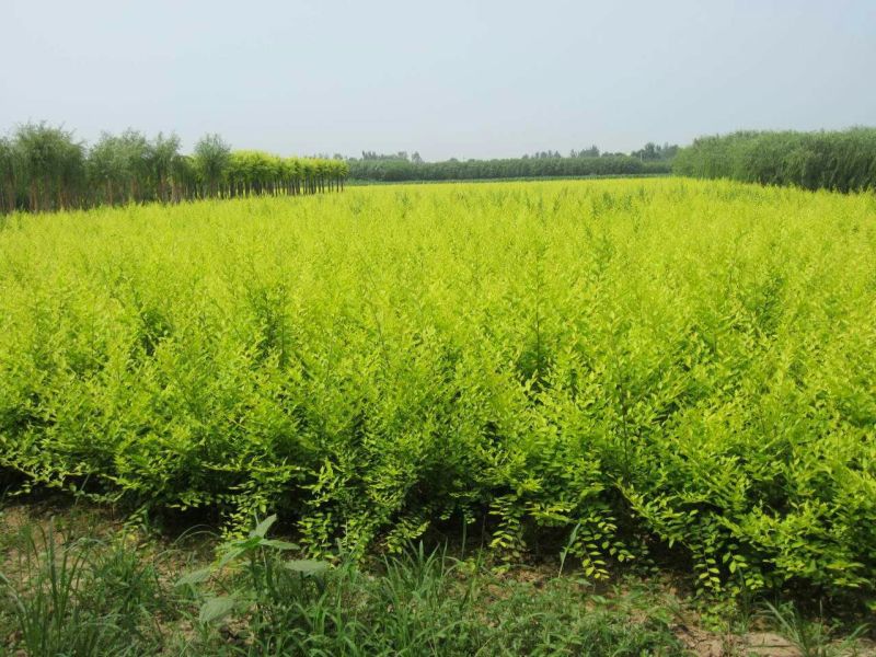 榆树2~4cm4~6cm0.5~1m