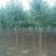 榆树2~4cm4~6cm0.5~1m