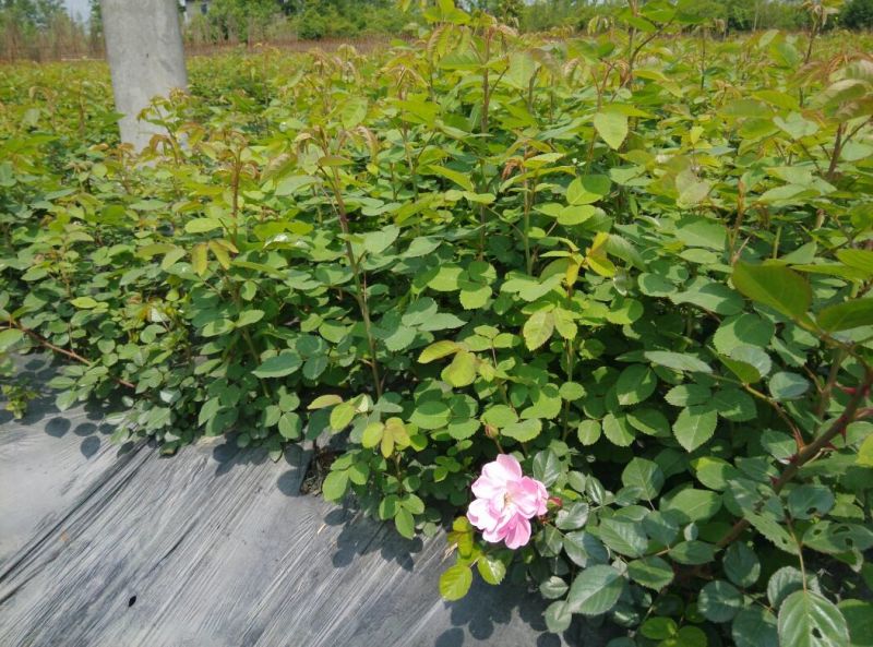 月季20~30cm
