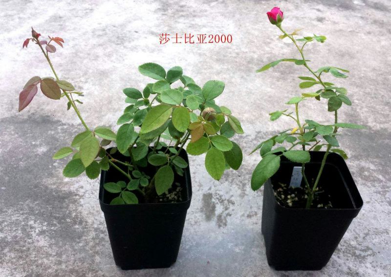 月季20~30cm