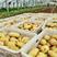 山东土豆肥城冷库荷兰十五土豆大量供应，3两以上