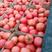 精品硬粉西红柿大量上市品质保证一手货源欢迎联系