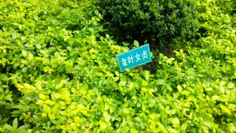 金叶女贞苗10~20cm