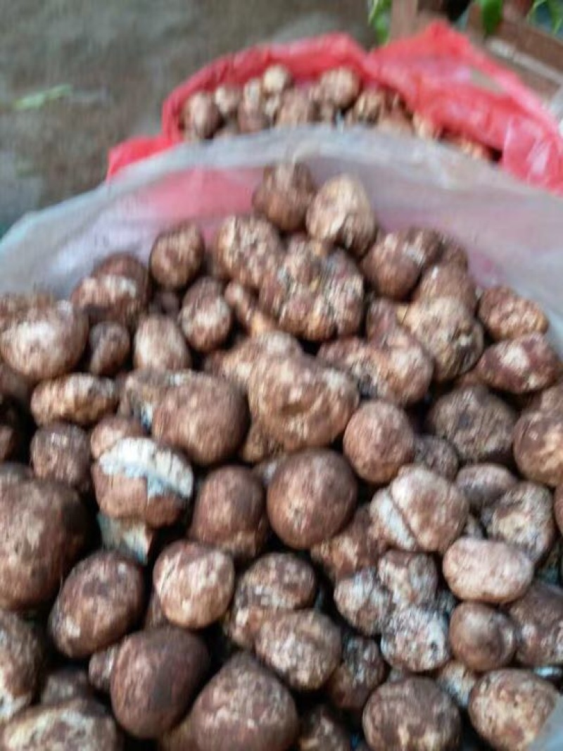 松蘑特级