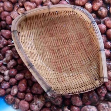 松蘑特级