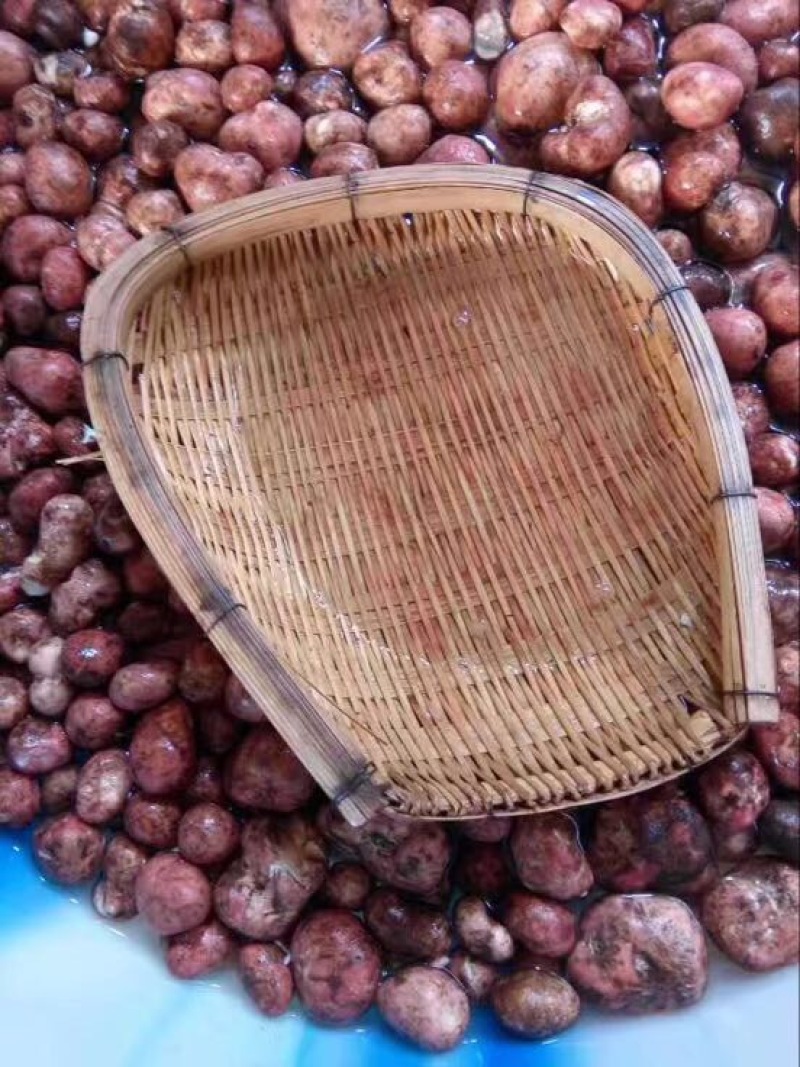 松蘑特级