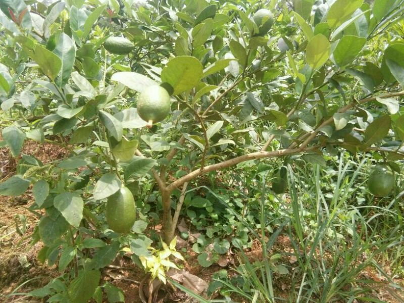 香水柠檬树苗无核青柠檬苗