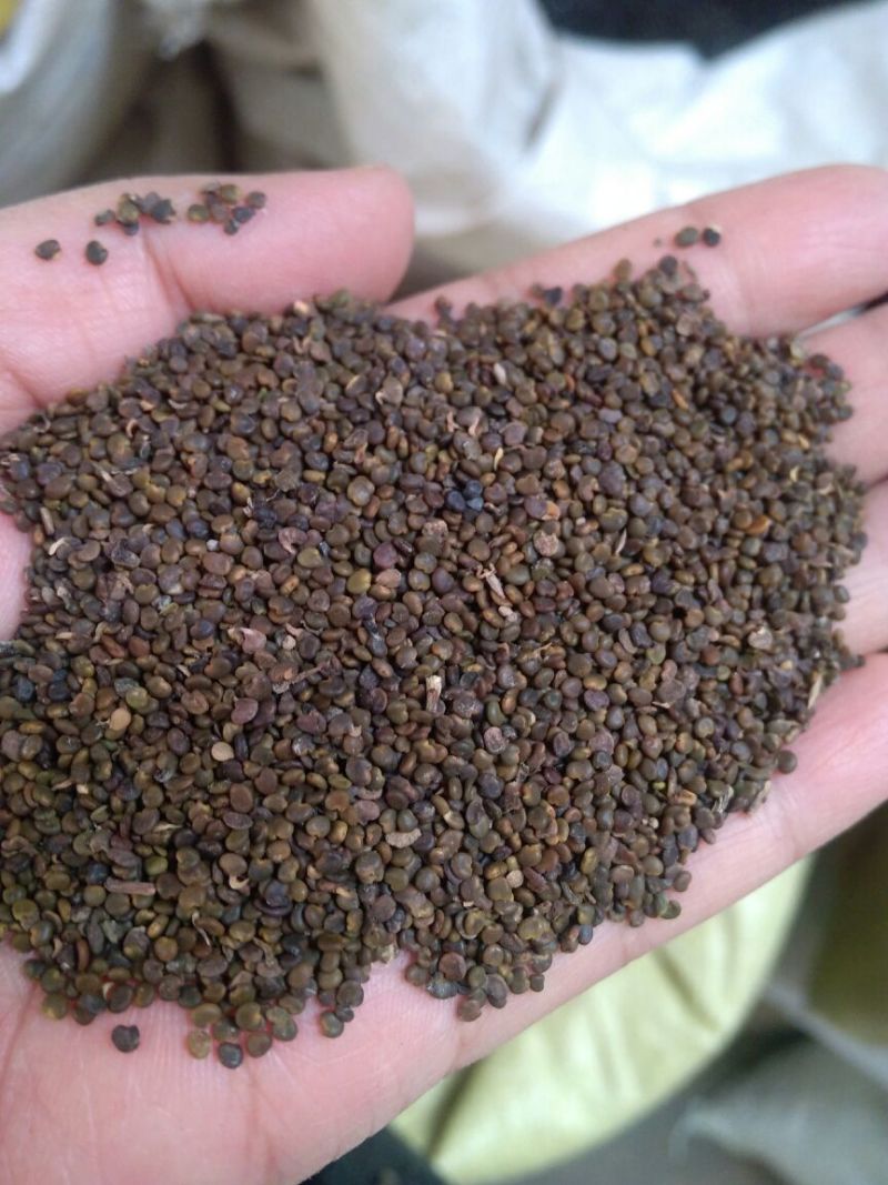 沙苑子水洗干货药用选货干净无杂质量大从优