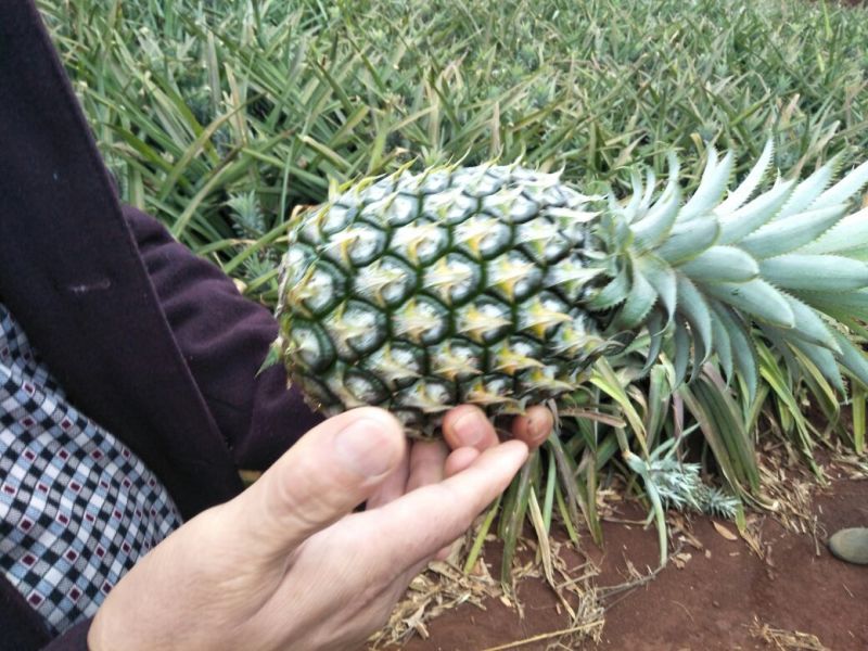 菠萝1.5~2斤