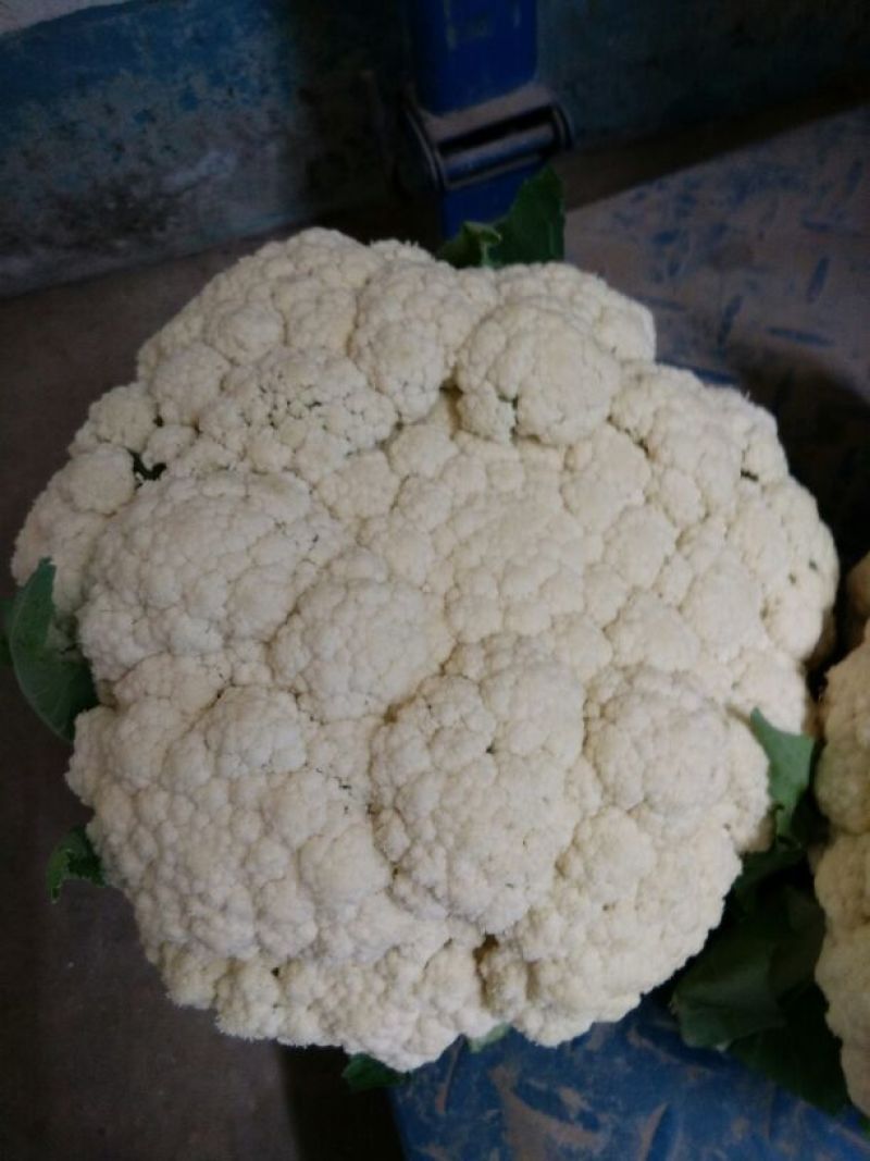 陕西有机花大量上市精品货源产地直供欢迎来电
