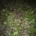 大量出售脱毒烟薯苗，红薯苗提供技术指导量大从优全国发