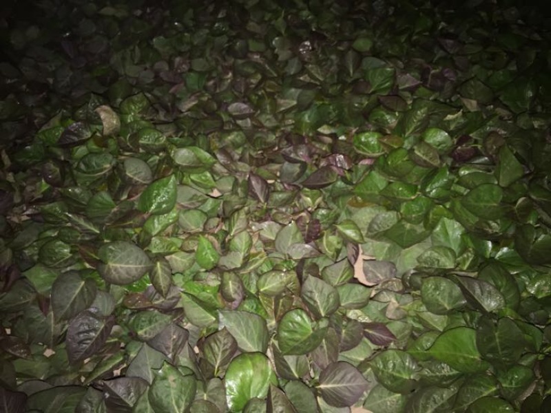 大量出售脱毒烟薯苗，红薯苗提供技术指导量大从优全国发
