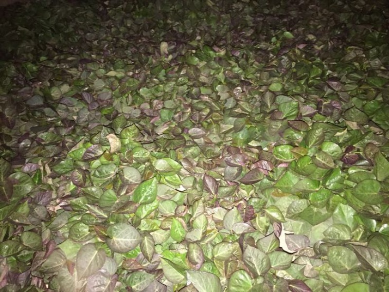 大量出售脱毒烟薯苗，红薯苗提供技术指导量大从优全国发