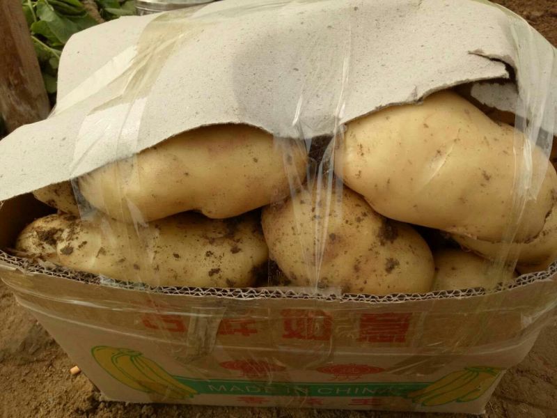 荷兰十五土豆精品荷兰电商！超市