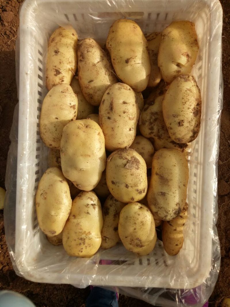 荷兰十五土豆通货1两以上