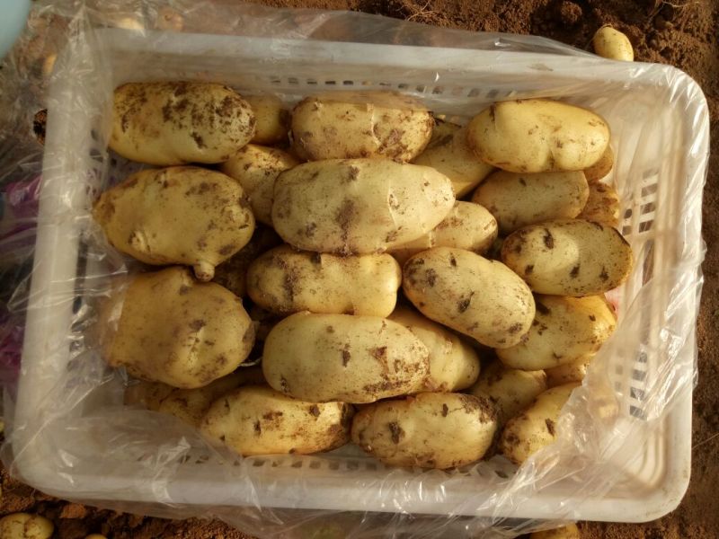 荷兰十五土豆通货1两以上
