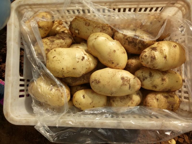 荷兰十五土豆通货1两以上