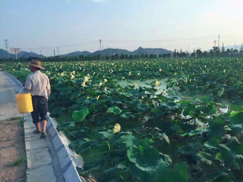 藕粉