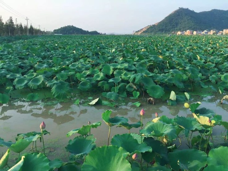 藕粉