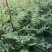 花椒苗0.5~1年