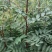 花椒苗0.5~1年