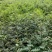 花椒苗0.5~1年