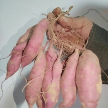 龙薯九号红薯苗15~25cm