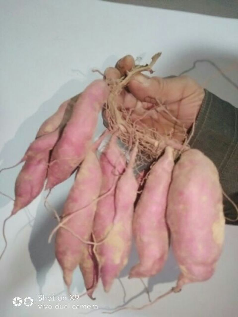 龙薯九号红薯苗15~25cm