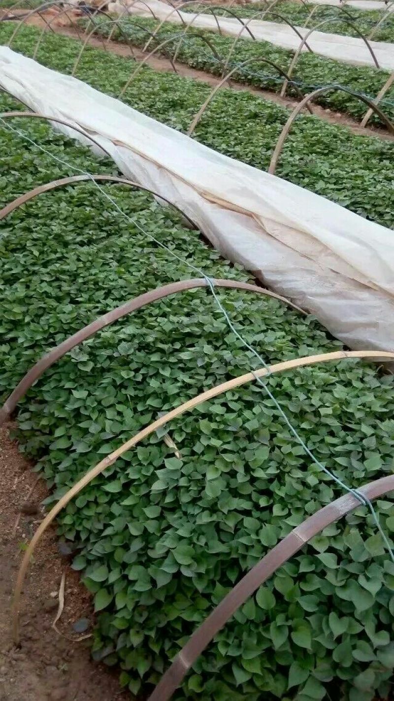 龙薯九号红薯苗15~25cm