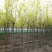 金叶榆8~10cm6~8cm1.5~2m