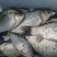 鲫鱼食用