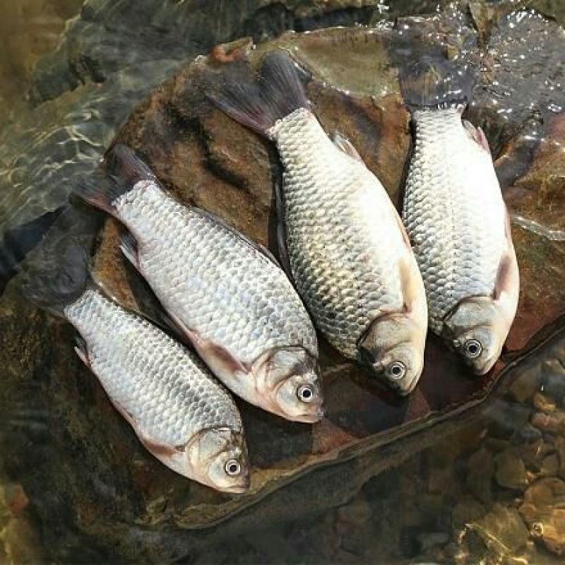 鲫鱼食用
