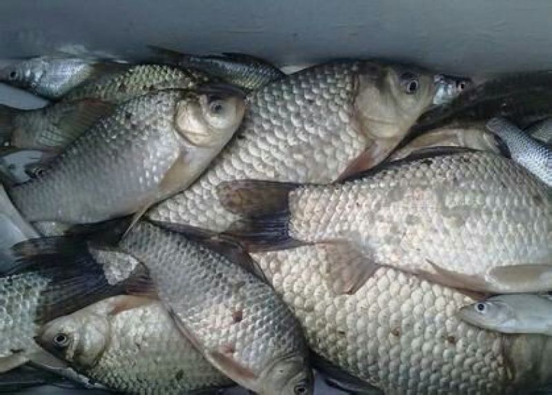 方正银鲫食用