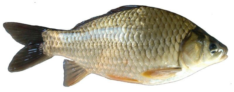 黄金鲫食用