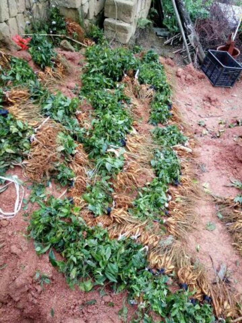 牛大力种苗15~30cm杯苗裸根苗都有