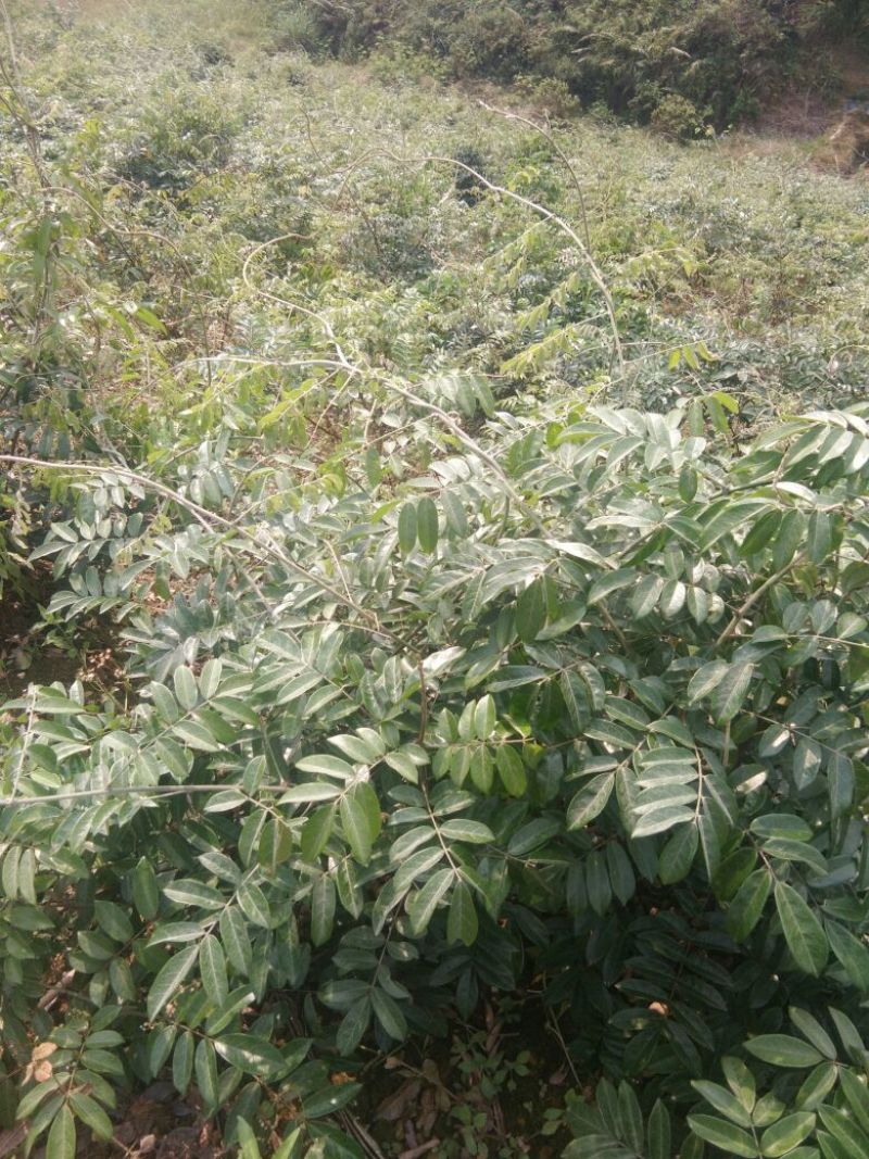 牛大力种苗15~30cm杯苗裸根苗都有